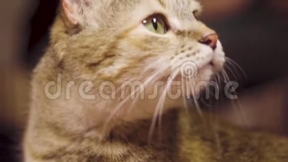 猫舔它的脸和皮毛宠物个人护理视频的预览图