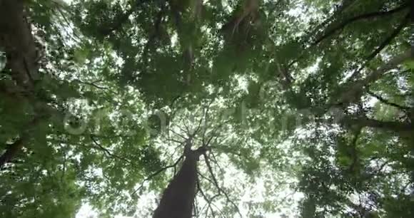 这是一幅绿色森林的图画这是一个从低角度的多利风森林用绳子射击视频的预览图