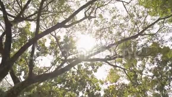 热带大树在夏季阳光明媚旅游度假自然概念视频的预览图