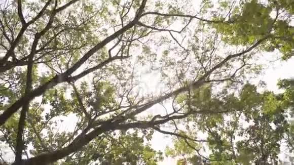 热带大树在夏季阳光明媚旅游度假自然概念视频的预览图