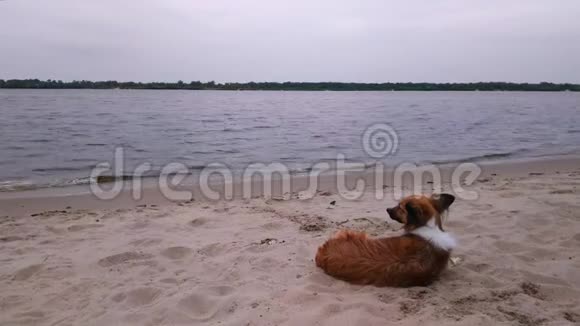一只可爱的棕色狗早上在海滩上放松视频的预览图