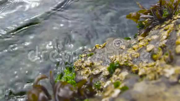 海藻在智利海岸的潮汐中跳舞阿尔加罗博视频的预览图