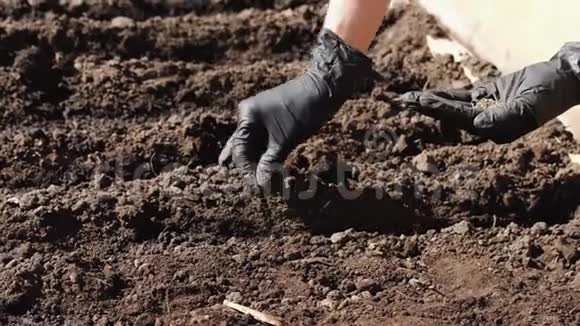 在土壤中种植种子视频的预览图