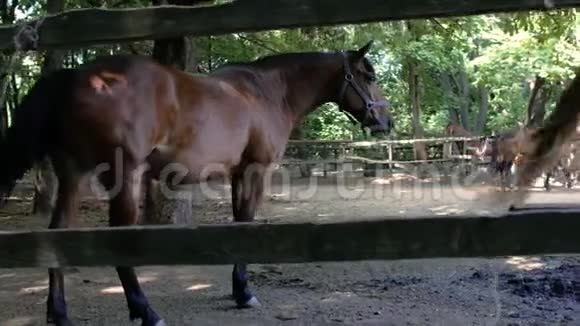 棕色纯种马在户外围场吃草夏日阳光明媚4k4k视频视频的预览图