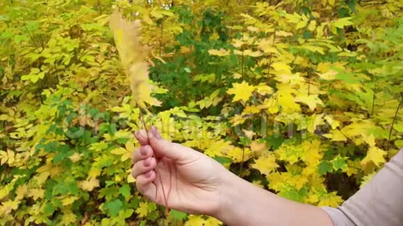 黄秋叶在树的背景上视频的预览图