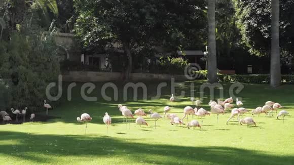 一群粉红色的火烈鸟在绿草上行走视频的预览图