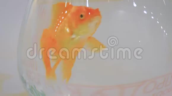金鱼在碗里游来游去视频的预览图