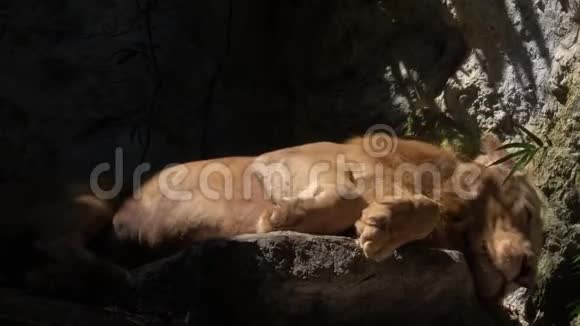 雄性狮子睡在动物园里视频的预览图