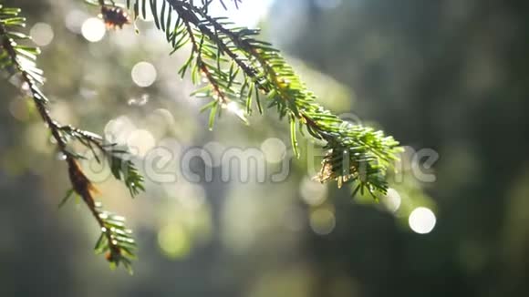 阳光下的雨光线针绿视频的预览图