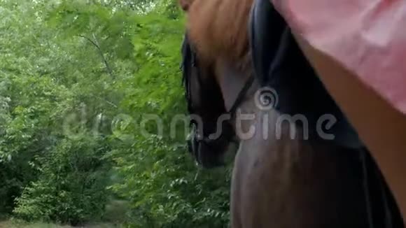 在树木和树叶的背景上行走的马的特写头4k4k视频视频的预览图