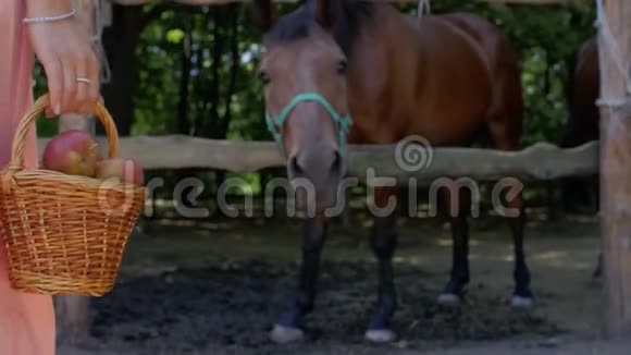 一个女孩站在一个柳条篮子里笔里有马的背景上有苹果4这匹马踏着蹄子要求喂它视频的预览图