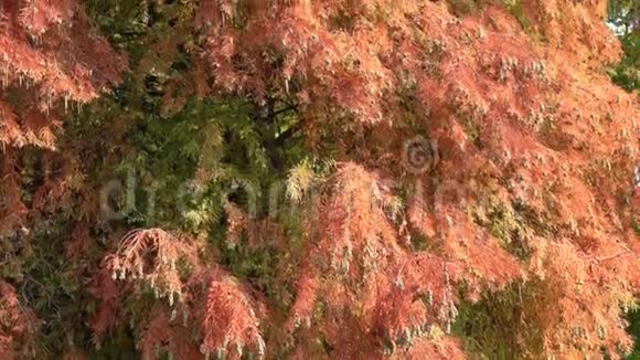 秋季红橙绿三色二钠视频的预览图