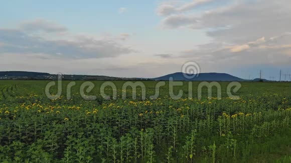 美丽的田野向日葵在夏天鸟瞰图视频的预览图