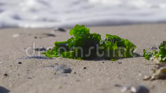 智利阿尔加罗博海滩上的海生藻类视频的预览图