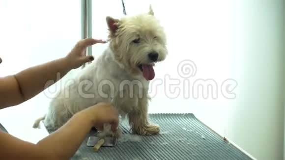 熟练的专家手剪刀剪狗在宠物理发店手持射击视频的预览图