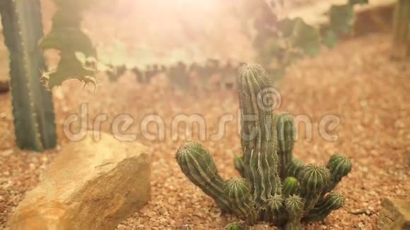 在沙漠中的仙人掌视频的预览图
