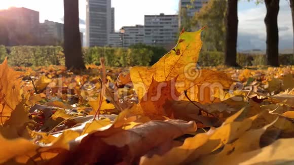 美丽多彩的科尔顿秋天的枫树在阳光下躺在地上随风而动现代的城市视频的预览图