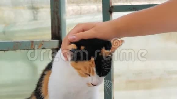 志愿者在宠物收容所的手抚摸笼里的流浪猫人动物志愿服务和帮助概念视频的预览图