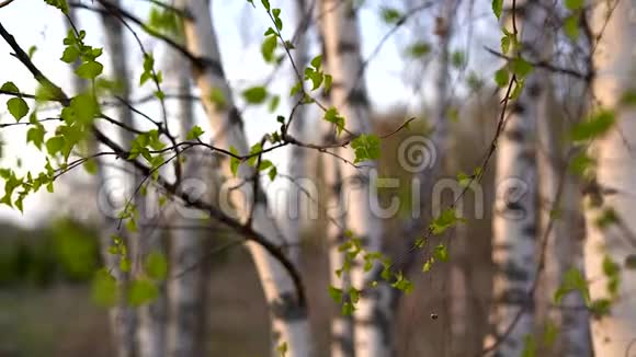 春天日落时的桦树视频的预览图