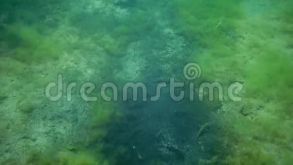 海底的藻类和泥浆腐烂富营养化腐烂海洋和海洋的污染视频的预览图