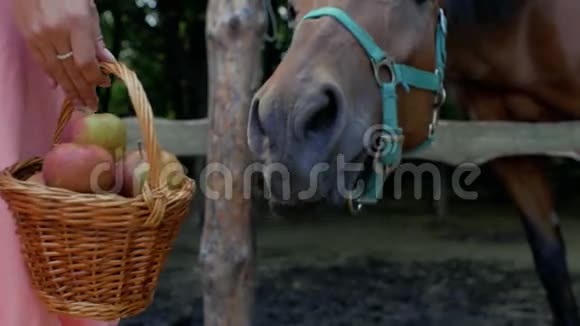 女孩手里拿着一篮子柳条苹果靠近马女孩用苹果喂马4k4k视频视频的预览图