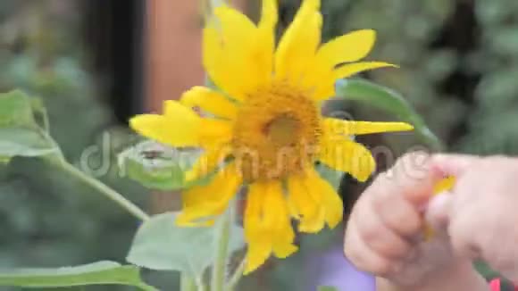 孩子们花园里的手和向日葵视频的预览图
