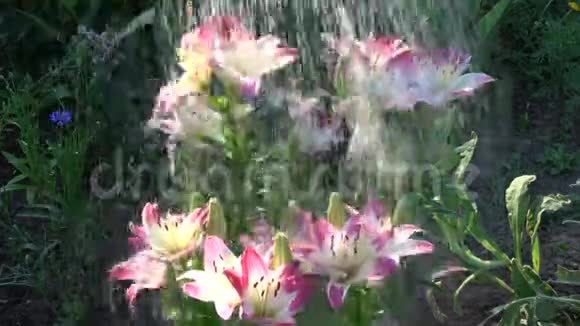 早晨给美丽的清新花园百合浇水视频的预览图