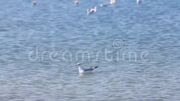 夏天天气晴朗一只海鸥在海里游泳视频的预览图