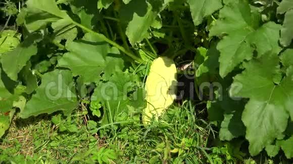 西葫芦花园里的小胡瓜4K视频的预览图