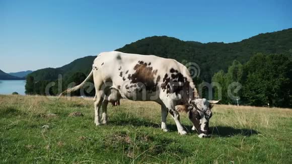美丽的牛在牧场上吃草背景是山视频的预览图