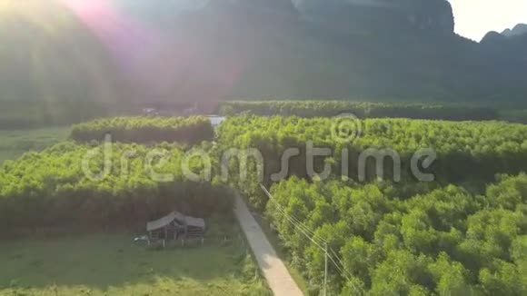 狭窄的沥青路穿过美丽的绿色茂密的森林视频的预览图