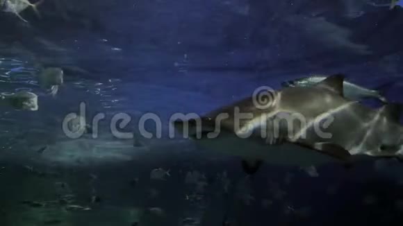 虎鲨在4K视频的预览图