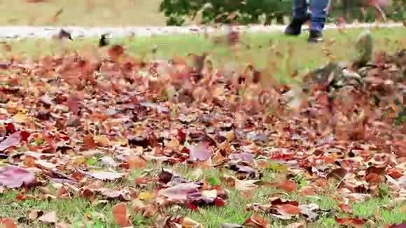 吹叶机从草坪上吹出五颜六色的落叶视频的预览图