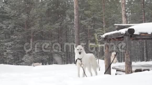 白狗在冬季森林降雪恶劣天气下的暴风雪哈士奇狗莱卡看守房子视频的预览图