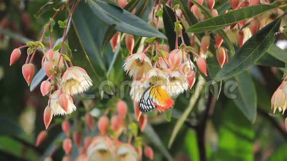 黄蝶在春季从白花中摄取花蜜有助于授粉过程视频的预览图