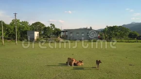 水牛在美丽的草地上的草地上休息视频的预览图