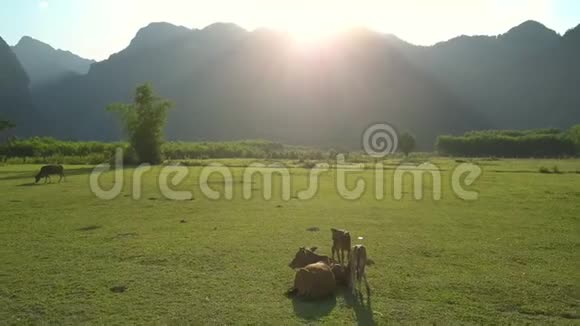 漂亮的棕色水牛躺在美丽的绿色阳光下视频的预览图