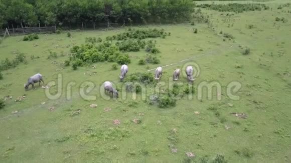 牧场上部有放牧水牛的乡村景观视频的预览图