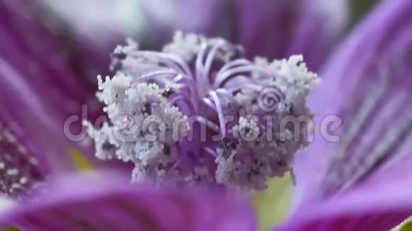 紫色雌蕊的细节视频的预览图