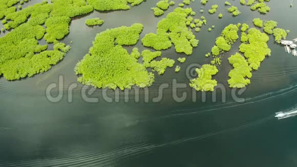 有红树林的宽阔河流俯视一艘摩托艇正沿着热带树木航行视频的预览图