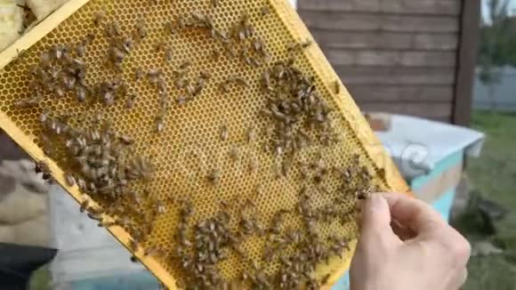 养蜂人的手照顾蜜蜂蜂窝许多蜂蜜在一个保护性的养蜂人野兽视频的预览图