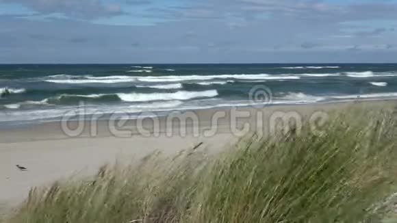 波罗的海波浪海滩上的孤独乌鸦和风视频的预览图