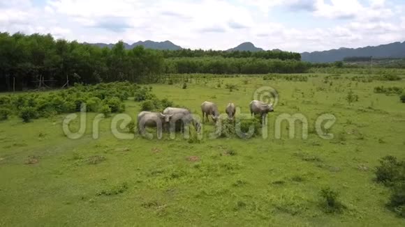 水牛群在山谷鸟瞰草原上觅食视频的预览图