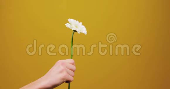一只雄性的手在一个黄色背景的工作室里孤立地给一只雌性的手一朵花情人节妇女节视频的预览图