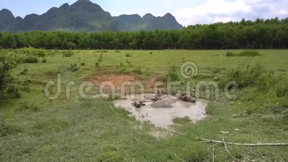 亚洲水牛在炎热的白天在肮脏的水坑里洗澡视频的预览图