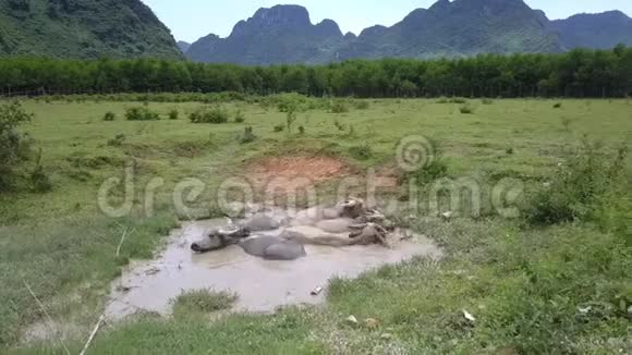 在炎热的白天水牛在草地上的小湖里休息视频的预览图