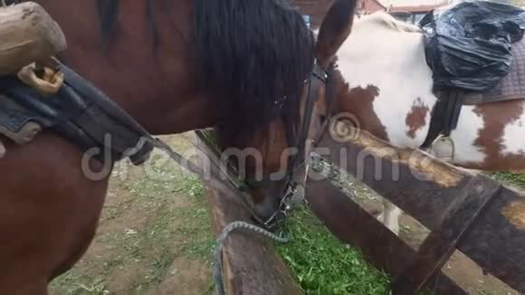 一匹漂亮的马喜欢吃草视频的预览图