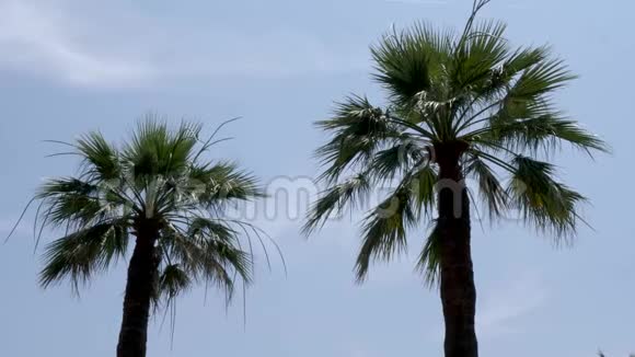 在阳光明媚的阳光下天使长廊上美丽的棕榈树在风中轻轻地吹着视频的预览图
