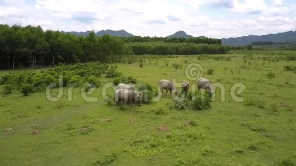 水牛在牧场上吃新鲜的草和树叶视频的预览图