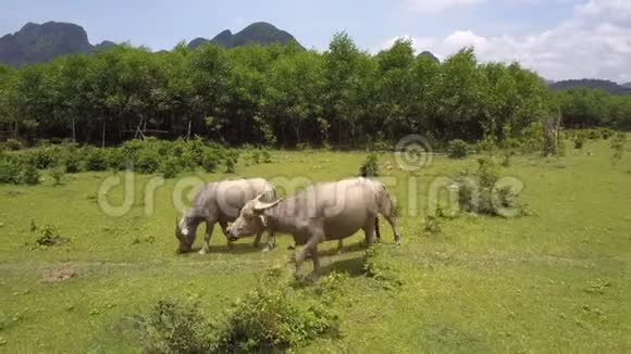 在白天的观景台水牛在田野里散步和吃草视频的预览图